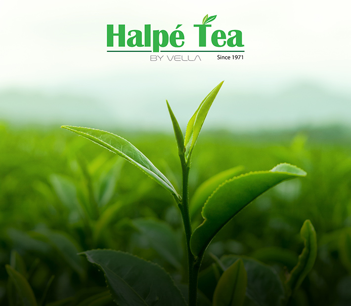 Tea Sector