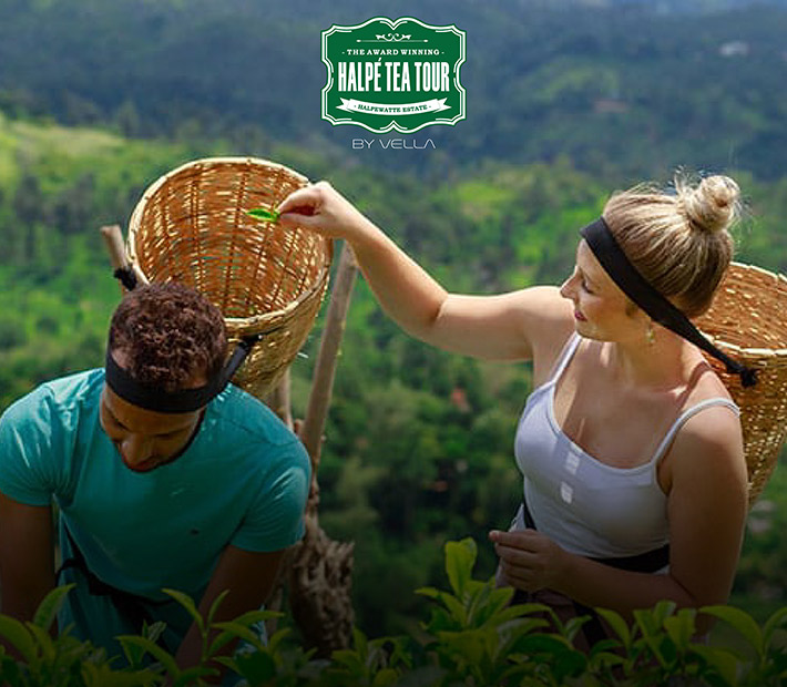 Tea Sector