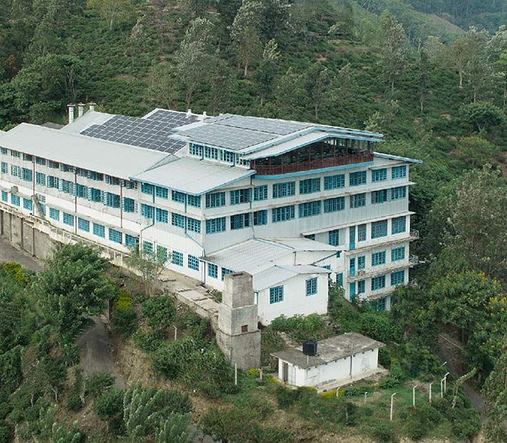 Tea Sector
