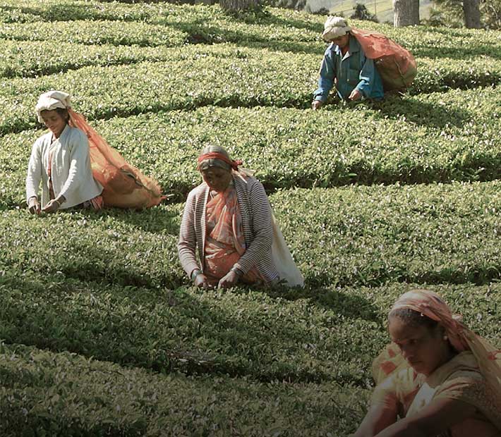 Tea Sector
