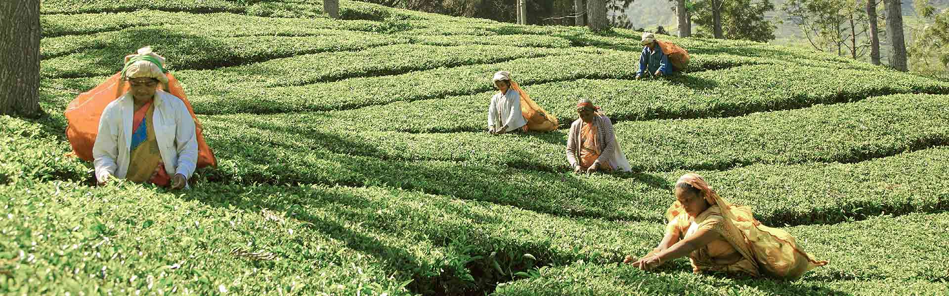 Tea Sector